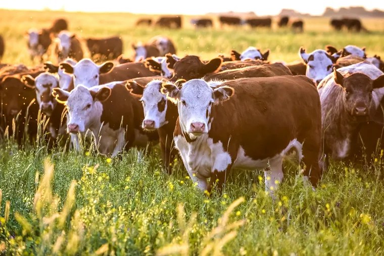 Nueva baja en la faena de carne refleja la caída del consumo y la producción
